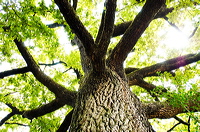 wide_tree